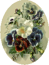 Pansies graphic