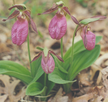 ladyslipper4